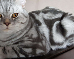 Кошки в Гае: Вязка, 1 500 руб. - фото 2