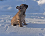 Собаки в Москве: Девочка французского бульдога  Девочка, 50 000 руб. - фото 2