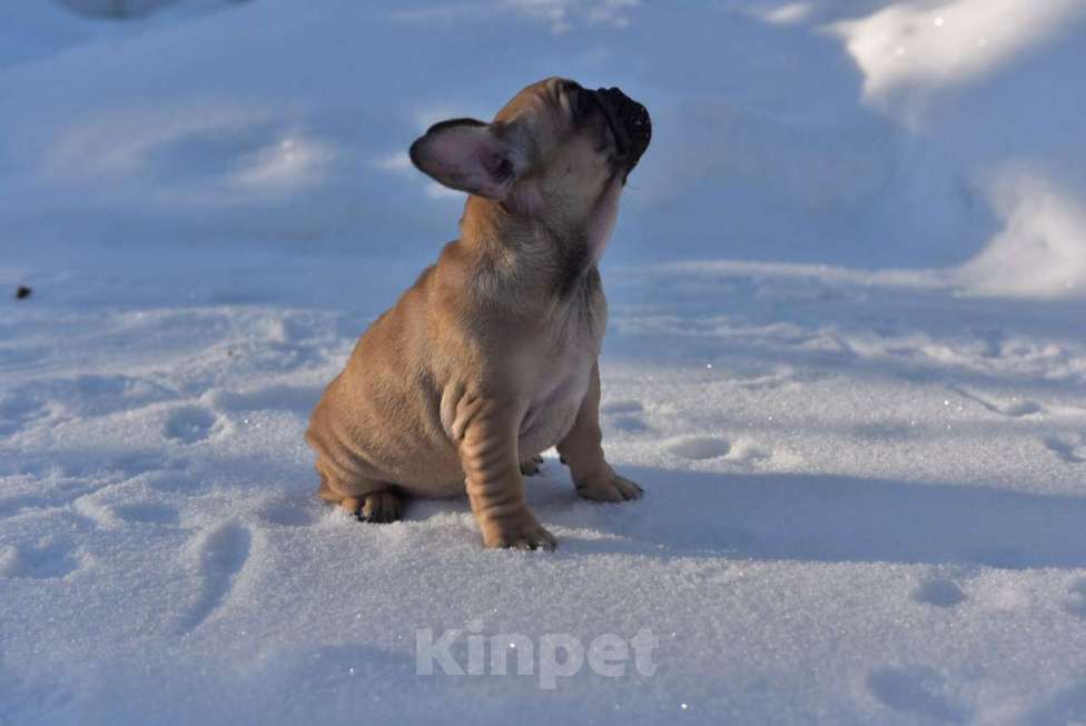 Собаки в Москве: Девочка французского бульдога  Девочка, 50 000 руб. - фото 2
