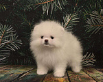 Собаки в Москве: Померанский шпиц белая девочка Девочка, 40 000 руб. - фото 2