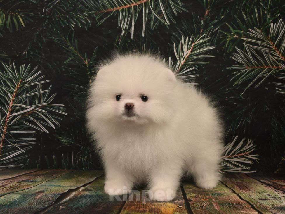Собаки в Москве: Померанский шпиц белая девочка Девочка, 40 000 руб. - фото 2