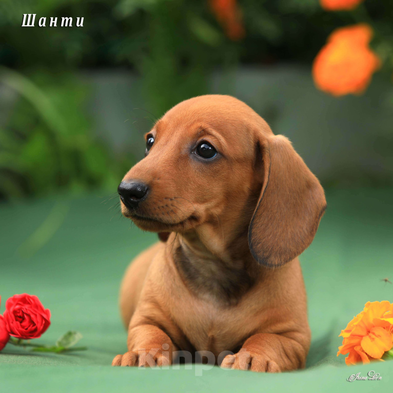 Собаки в Дедовске: Очаровательная девочка таксы стандартной от титулованных родителей ждет свою новую семью.  Девочка, 50 000 руб. - фото 2