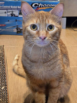 кот Апероль ищет дом