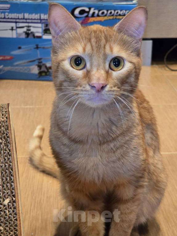 Кошки в Москве: кот Апероль ищет дом Мальчик, Бесплатно - фото 1