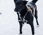 Собаки в Москве: Шейла Девочка, Бесплатно - фото 3