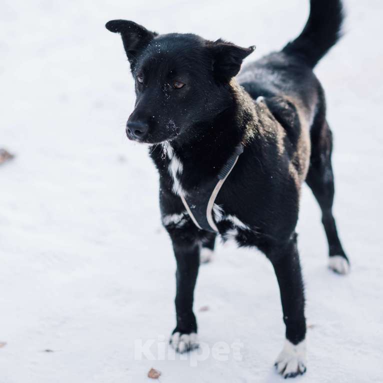 Собаки в Москве: Шейла Девочка, Бесплатно - фото 3