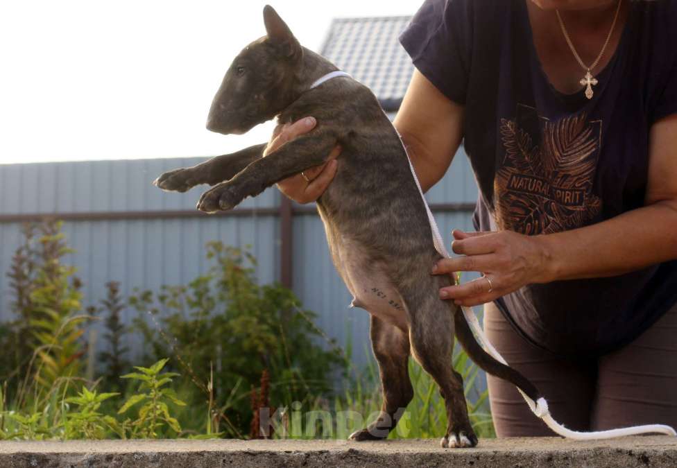 Собаки в Всеволожске: ММ НУРЛАН ЗАВОЕВАТЕЛЬ  Мальчик, Бесплатно - фото 9