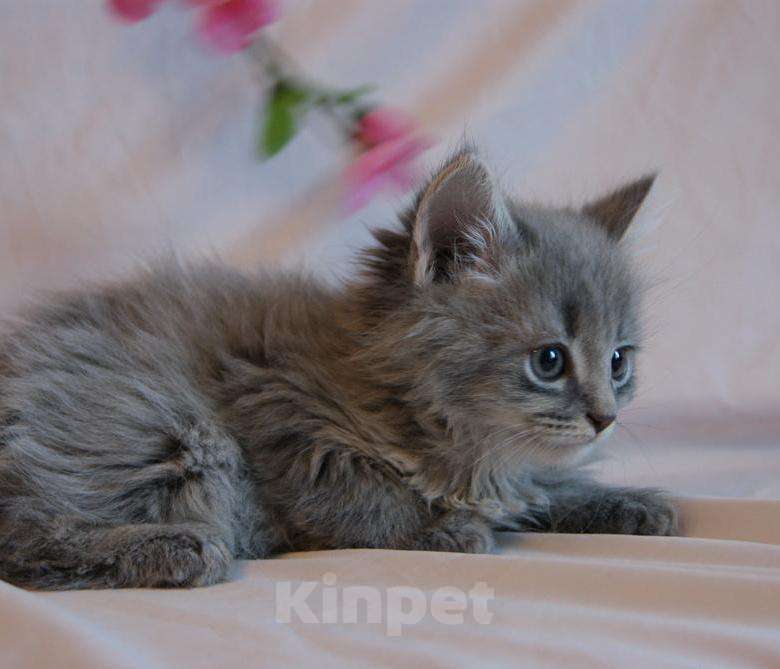 Кошки в Калининграде: Гибридные полудлинношерстные дымчатые котята, 500 руб. - фото 1