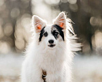 Собаки в Москве: Небольшая красавица Ронда в добрые руки Девочка, Бесплатно - фото 4