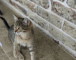 Кошки в Апрелевке: Ласковый котенок ищет дом  Мальчик, Бесплатно - фото 3