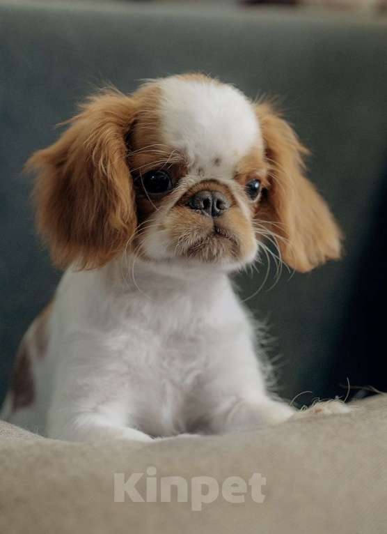 Собаки в Екатеринбурге: Щенки самой лучшей породы Мальчик, 35 000 руб. - фото 3