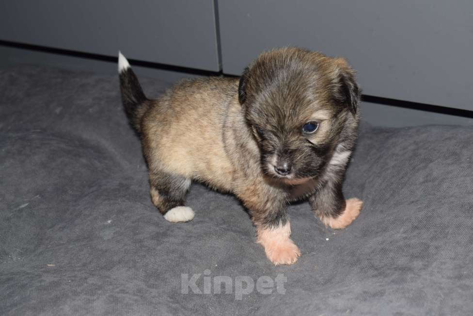 Собаки в других городах Краснодарского края: Китайская хохлатая собака  Девочка, 15 000 руб. - фото 1