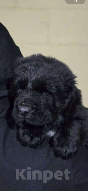 Собаки в Санкт-Петербурге: Заур Мальчик, 60 000 руб. - фото 1