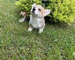 Собаки в Челябинске: Щенок вельш корги пемброк Мальчик, Бесплатно - фото 2