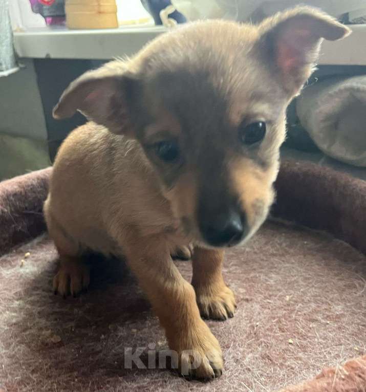 Собаки в Москве: Щеночек в добрые ручки Девочка, Бесплатно - фото 5