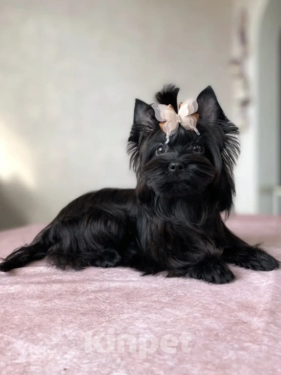 Собаки в Москве: Черный йорк щенок мальчик Мальчик, Бесплатно - фото 2