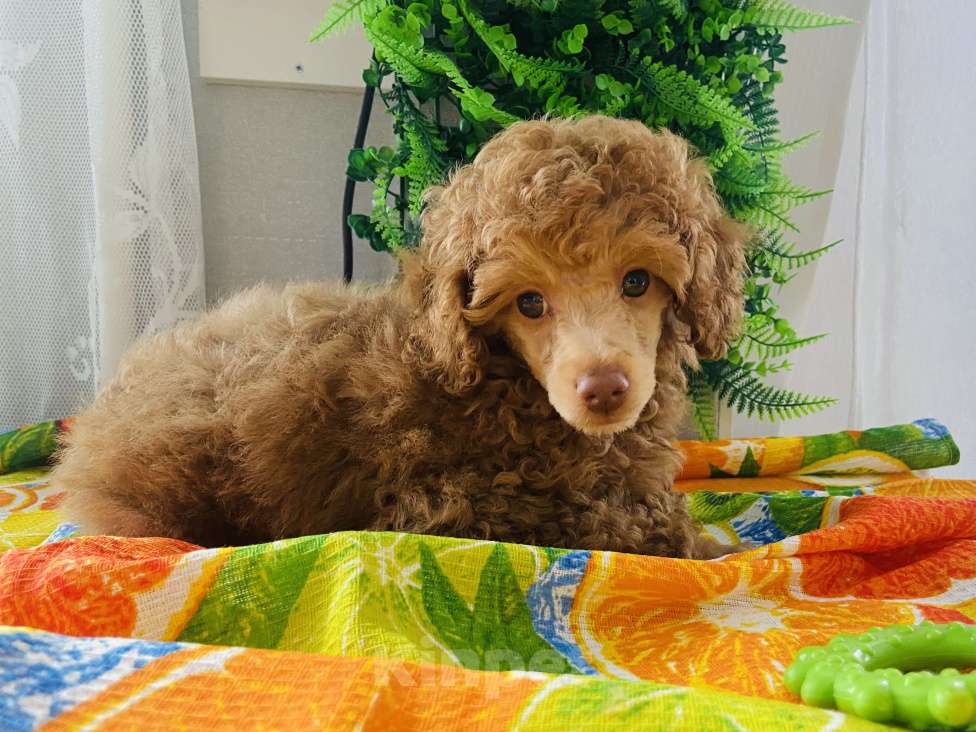 Собаки в Омске: Щенок той пудель,карликовый пудель Мальчик, 50 000 руб. - фото 5