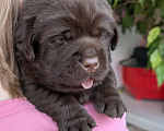 Собаки в Москве: Шоколадный бутуз Мальчик, 120 000 руб. - фото 2