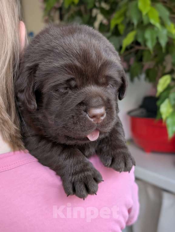 Собаки в Москве: Шоколадный бутуз Мальчик, 120 000 руб. - фото 2