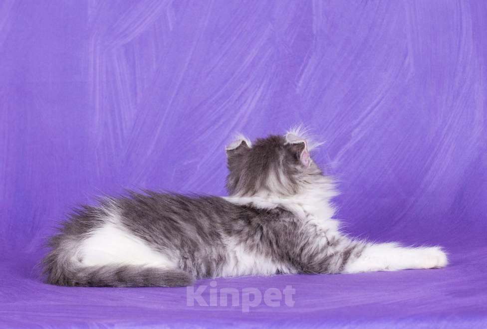 Кошки в Москве: Американский кёрл Девочка, Бесплатно - фото 7