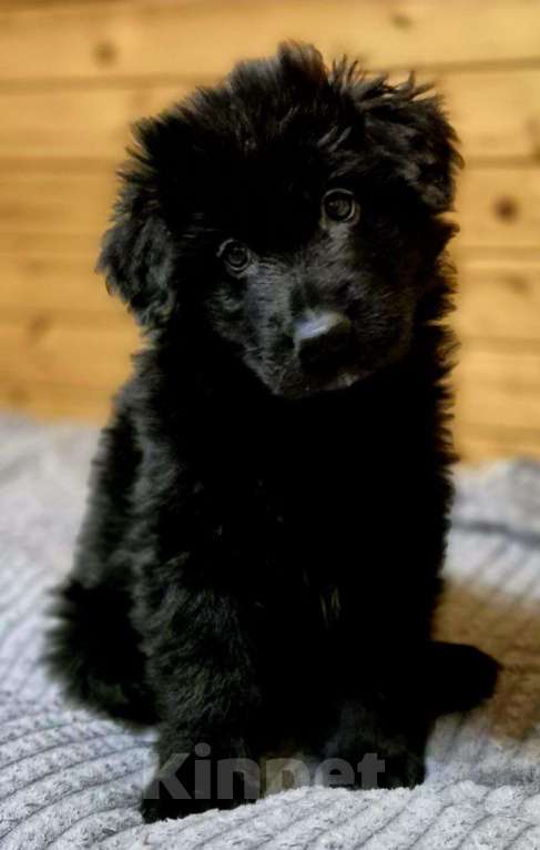 Собаки в других городах Московской области: Немецкая овчарка длинношёрстная Мальчик, 60 000 руб. - фото 4