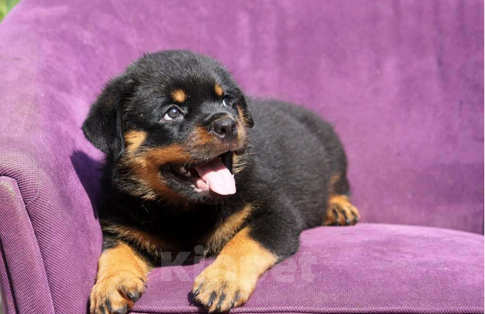 Собаки в Волгограде: Щенки Ротвейлера  Мальчик, Бесплатно - фото 3