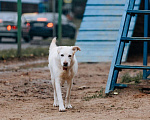 Собаки в Москве: Луночка ищет дом Девочка, 10 руб. - фото 2