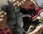 Кошки в Мытищах: Серые мальчик и девочка Мальчик, 1 руб. - фото 2