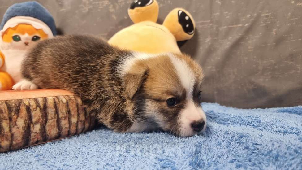 Собаки в Москве: Элитный щенок Мальчик, 85 000 руб. - фото 4