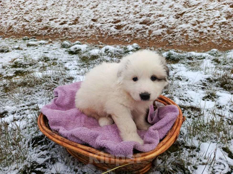 Собаки в Малоярославце: Щенки Пиренейской горной собаки_девочка Девочка, 40 000 руб. - фото 9