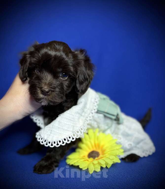 Собаки в Москве: Щенки мальтипу Девочка, 75 000 руб. - фото 1