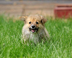 Собаки в Мытищах: Очаровательная флаффи  Девочка, 45 000 руб. - фото 4
