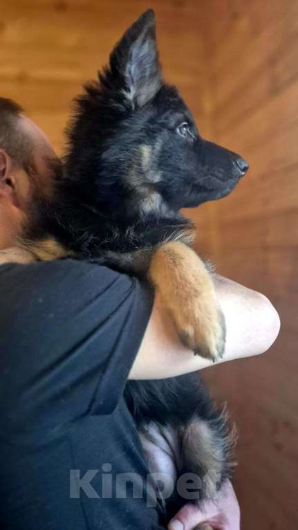 Собаки в других городах Московской области: Немецкая овчарка длинношёрстная Девочка, 55 000 руб. - фото 5