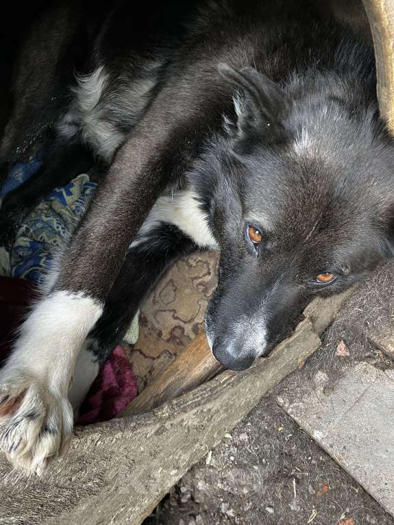 Собаки в Санкт-Петербурге: Добрый Песик за город Мальчик, Бесплатно - фото 3