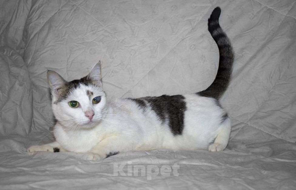 Сашка кошка