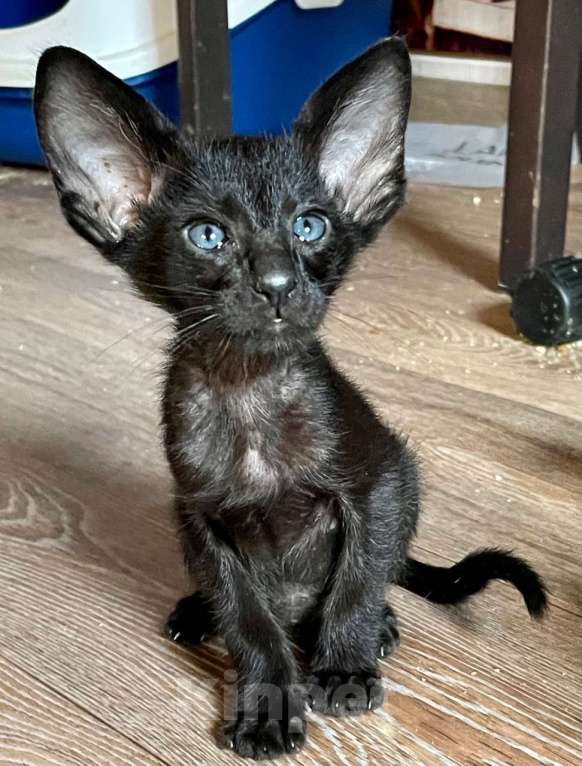 Кошки в Перми: ориентальные котята Мальчик, 50 000 руб. - фото 1
