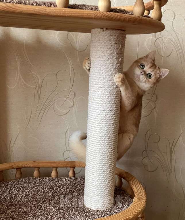 Кошки в Волгограде: Британский золотой котик Мальчик, 9 000 руб. - фото 2