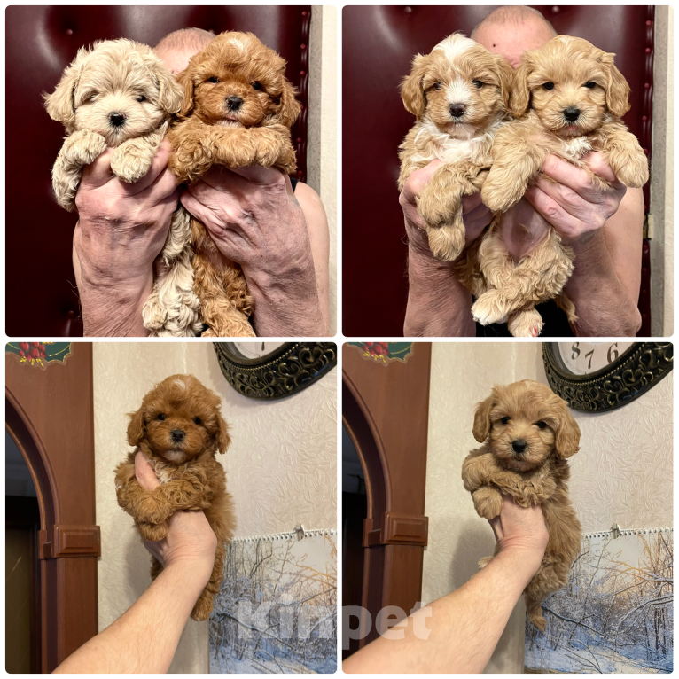 Собаки в Москве: Мальтипу щенки Мальчик, 60 000 руб. - фото 6