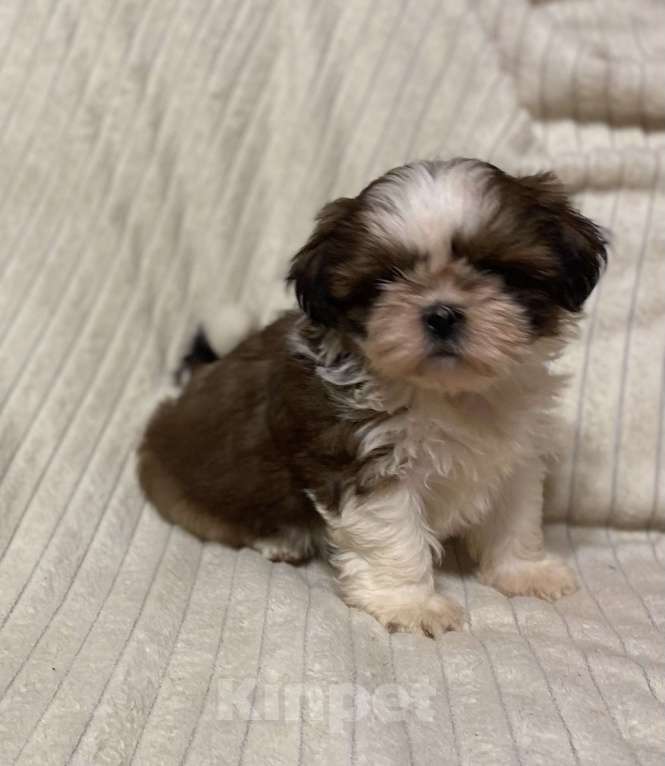 Собаки в Санкт-Петербурге: Очаровательная девочка ши тцу  Девочка, 35 000 руб. - фото 9