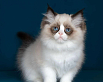 Кошки в Москве: Рэгдолл котята  Девочка, Бесплатно - фото 8
