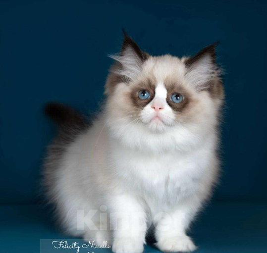 Кошки в Москве: Рэгдолл котята  Девочка, Бесплатно - фото 8