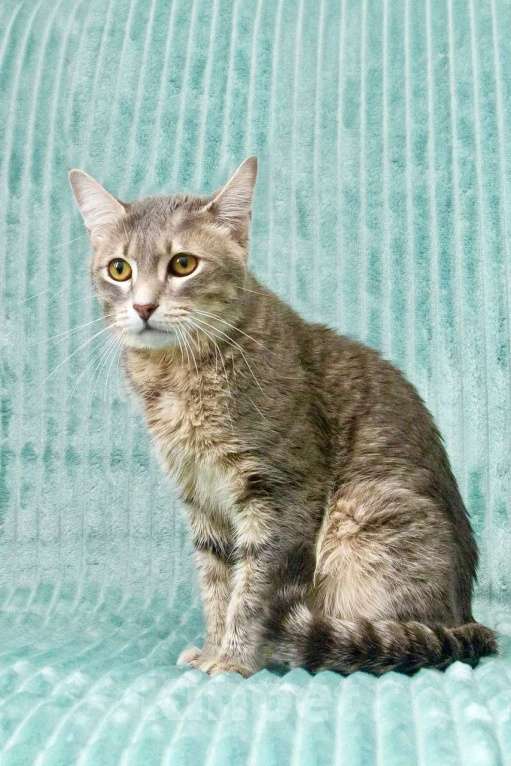 Кошки в Москве: Роскошный кот Мажор ищет дом, в добрые руки Мальчик, Бесплатно - фото 3