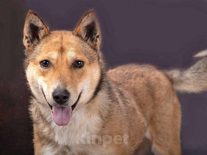 Собаки в Москве: Самая ласковая и добрая собачка Лори ищет дом Девочка, Бесплатно - фото 6