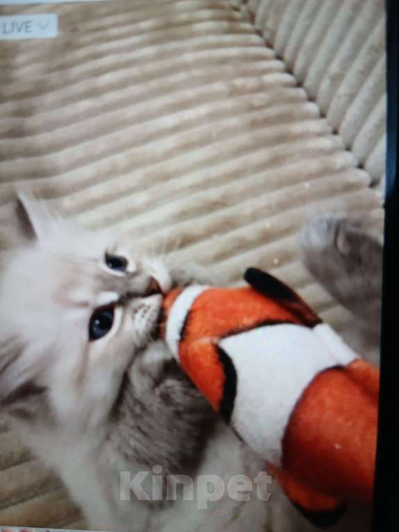 Кошки в Москве: Пушистые умные малыши Мальчик, Бесплатно - фото 1