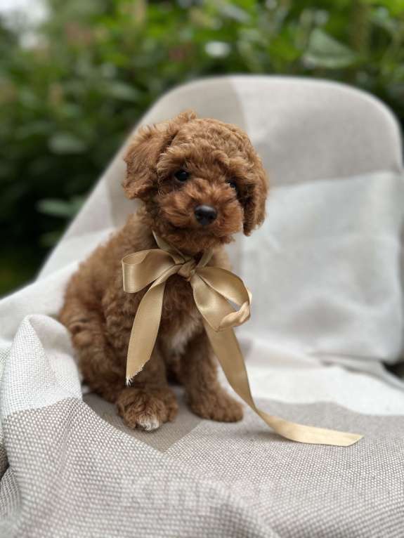 Собаки в Москве: Щенки мальтипу  Мальчик, 180 000 руб. - фото 7