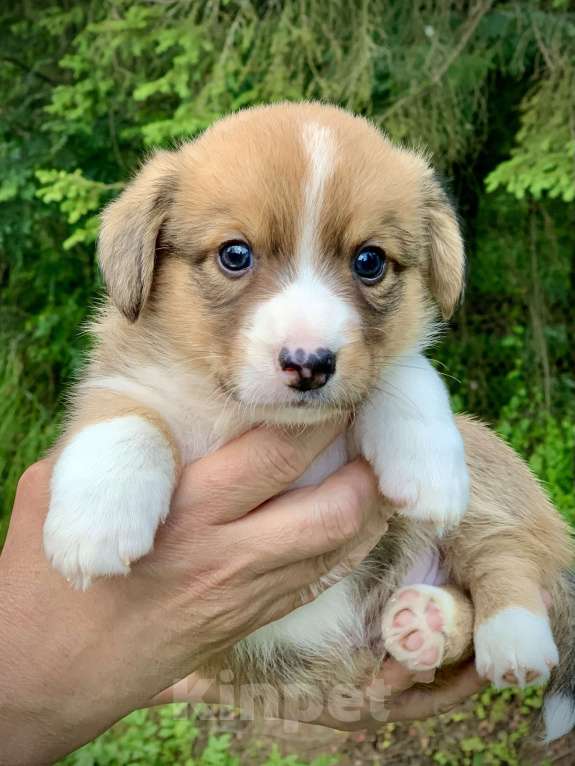 Собаки в Москве: Красивый рыже- белый мальчик корги Мальчик, 60 000 руб. - фото 4