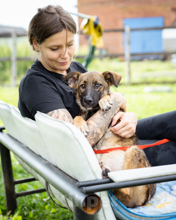 Собаки в Москве: Щенок-девочка ищет дом! Девочка, Бесплатно - фото 8
