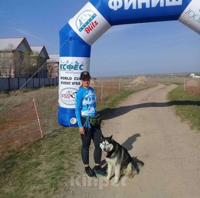 Собаки в других городах Ростовской области: Хаски красавчик! Мальчик, Бесплатно - фото 5