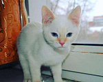 Кошки в Болхове: Тайские котята, 5 000 руб. - фото 2