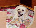Собаки в Самаре: Щенки лабрадора от гранд чемпионов Девочка, 40 000 руб. - фото 3
